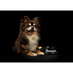 Ibanez IBWL001 Ibanez logo tilbeh�rssk�l